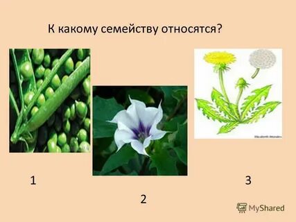 К какому семейству относится плод