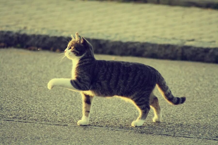 Мимо котенок