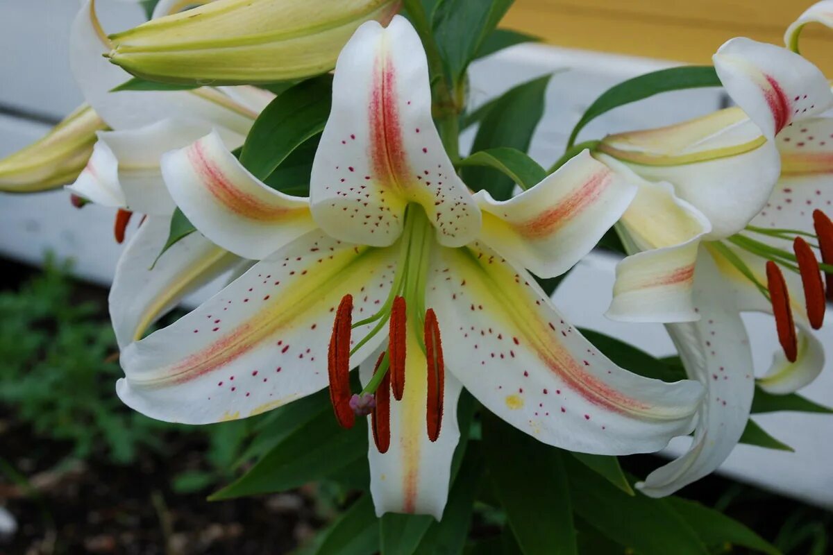 Лилия Восточная Гарден пати. Лилия Восточная "Garden Party" (Гарден пати). Lilium (Лилия) Garden Party. Лилия Восточная горшечная Гарден парт.