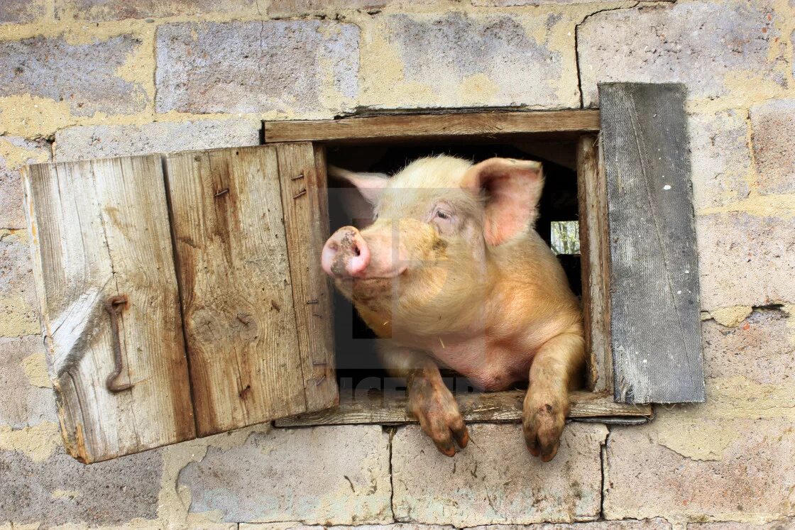 Pig looking