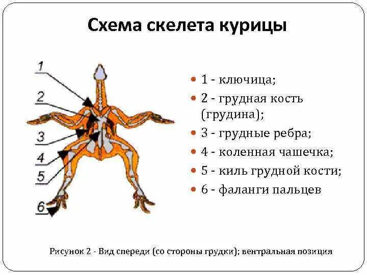 Осевой скелет курицы. Строение скелета курицы. Кость курицы анатомия. Лонные кости у курицы несушки. Вырост грудины киль