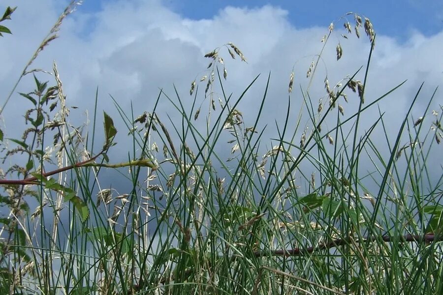 Нежный фон. Луговые цветы макро. Луг в росе. Синие весенние цветы с темной жесткой зеленью. Белеет прелестный цветок.
