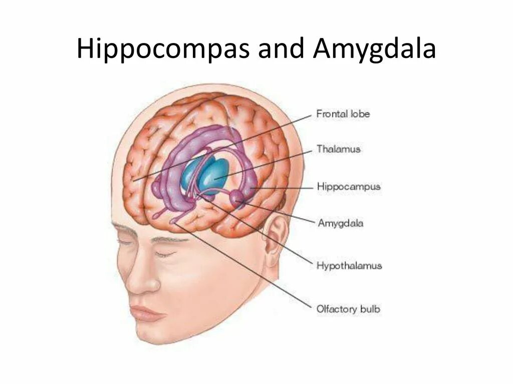 Лимбическая доля конечного мозга. Структуры лимбической системы головного мозга функции. Лимбическая система головного мозга и ее функции. Лимбическая система мозга отвечает. Лимбическая система головного мозга анатомия.