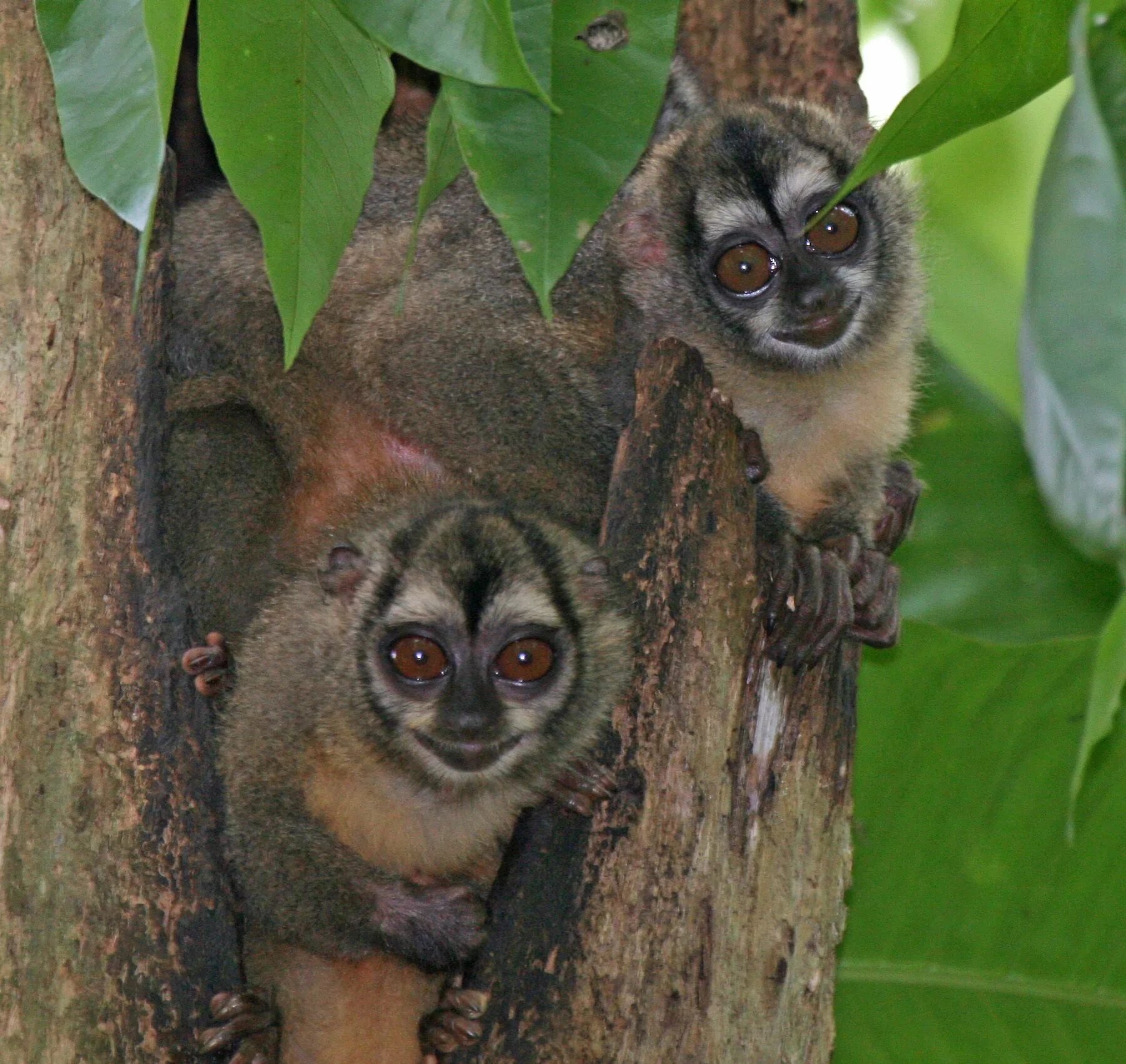 7 monkeys