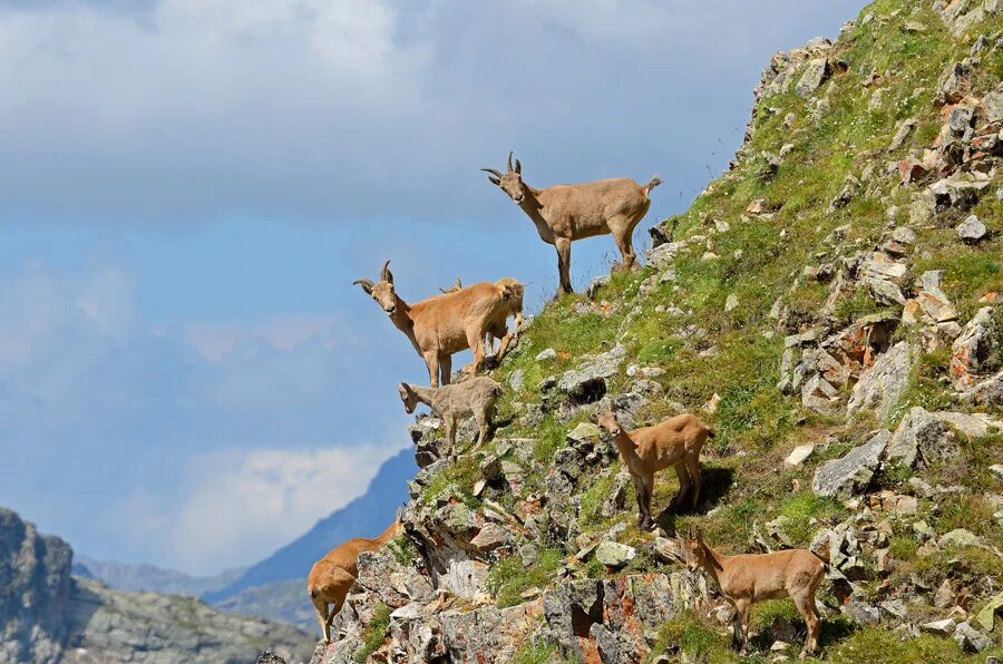 Кавказский барс и снежный барс. Кавказский биосферный заповедник косуля. Какие животные обитают в дагестане. Хищные животные дагестана. Кавказский горный козел.