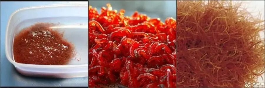 живой корм для рыбок. трубочник кольчатый червь. трубочник обыкновенный. трубочник обыкновенный червь. живой корм для рыбок.