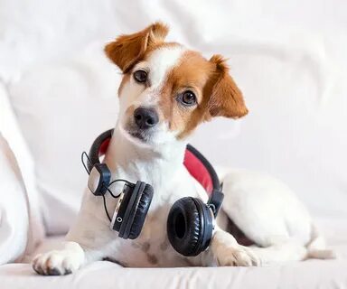 Pets музыка