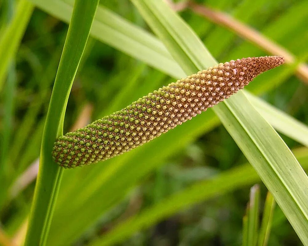 АИР обыкновенный - Acorus Calamus. АИР болотный (Acorus Calamus). АИР болотный (Acorus Calamus l.).. АИР болотный (Acorus Calamus) p9.