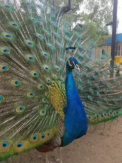 Зоопарк чита