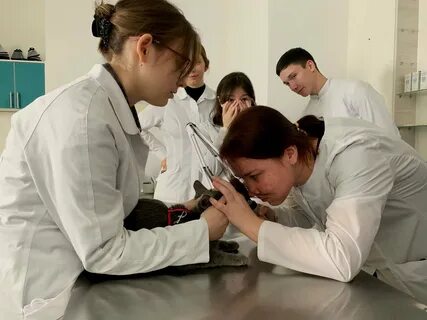 Профориентационное занятие ветеринар