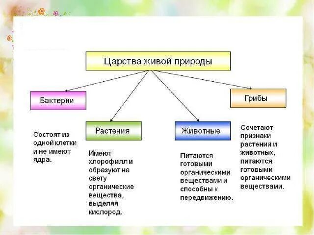 Сколько на земле существует царств природы. Царство живой природы бактерии представители. Царство животных царство растений царство грибов царство бактерий. Представители царства бактерий 2 класс. Признаки Царств живой природы 5 класс.