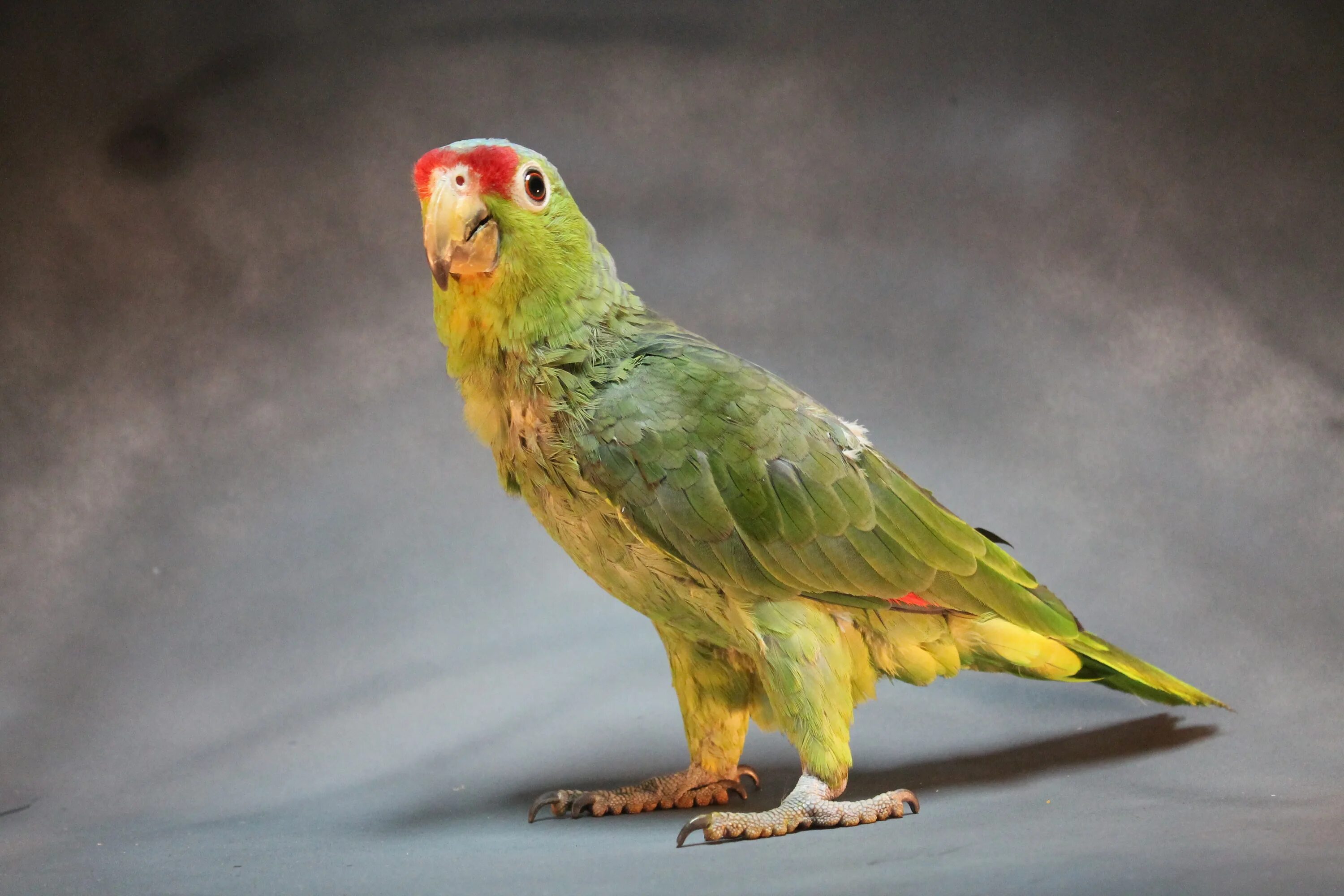 Королевский Амазон попугай. Попугай какарик красный. Таитянский какарики. Попугай породы Амазон.