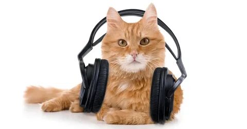 Слушающий музыку кот