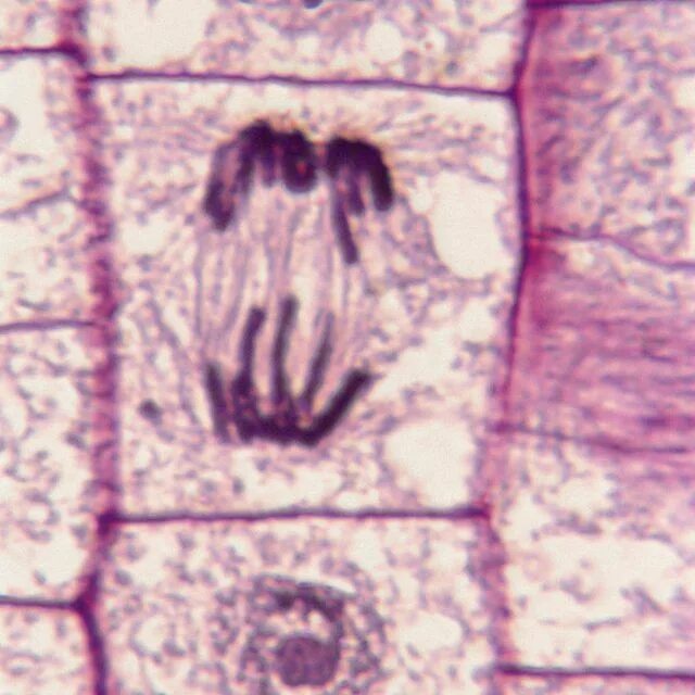 Делящаяся клетка под микроскопом Meiosi Biologia "IES Sant Andreu de Llavaneres" YouTube