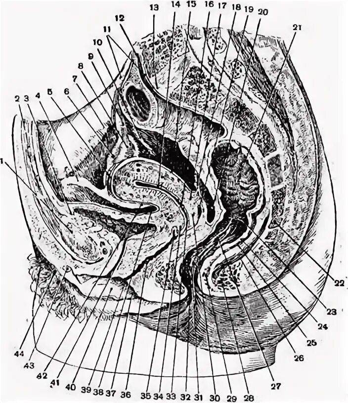 Матка анатомия Сагиттальный разрез. Сагиттальный срез малого таза. Сагиттальный разрез женского таза. Прямая кишка Сагиттальный разрез. Женский орган между