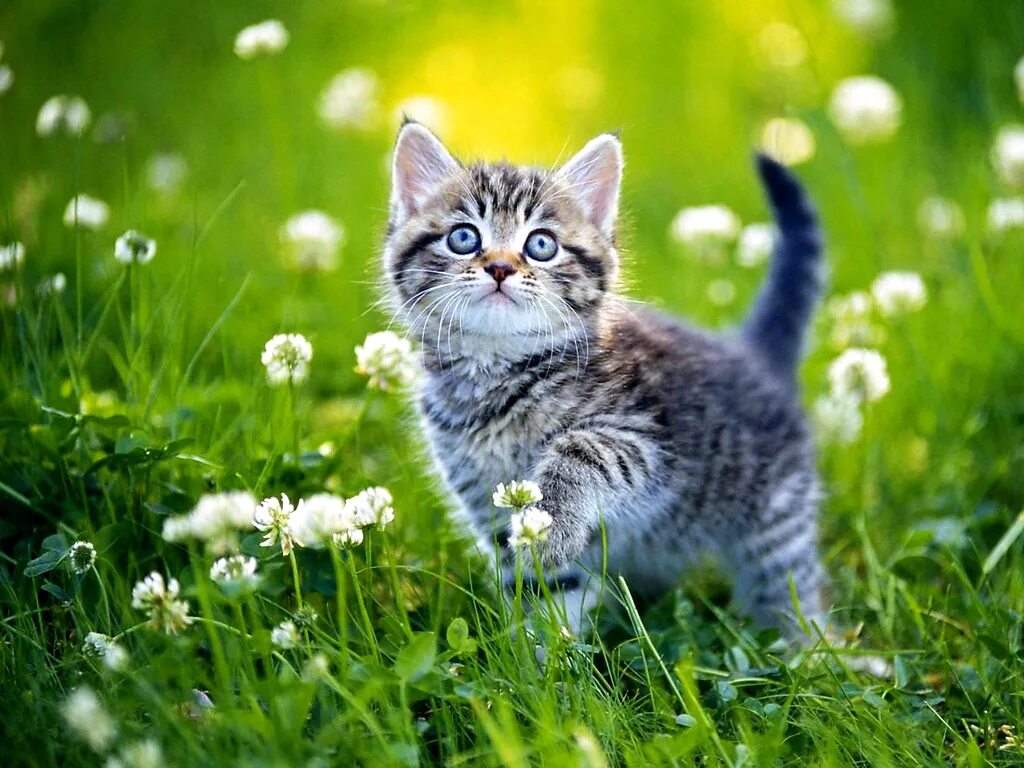 Cat edits