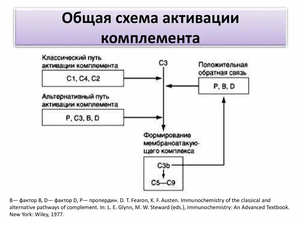 Лектиновый путь комплемента. Схема лектинового пути активации комплемента. Лектиновый путь активации комплемента иммунология. Классический путь активации системы комплемента схема. Схема альтернативного пути активации комплемента.