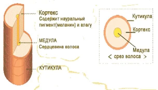 Строение волоса Кортекс и кутикула. Строение волоса кутикула Кортекс Медула. Строение волоса Кортекс. Строение кутикулы волоса. Кортекс волос