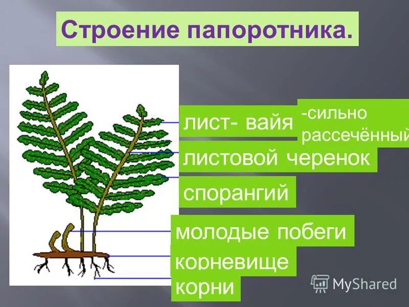 Папоротниковидные схема строения. Раздел изучающий папоротники. Строение корневища папоротника. Строение папоротника и строение хвоща. Моя лаборатория строение папоротника 7 класс.
