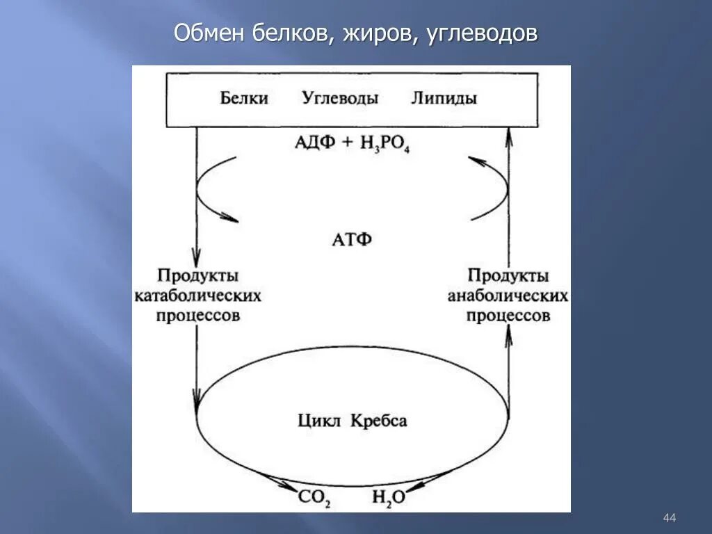 Обмен жиров белков углеводов воды. Схема обмена белков жиров и углеводов. Анаболизм катаболизм схема соотношения. Взаимосвязь анаболизма и катаболизма схема. Обмен веществ схема белки жиры углеводы.