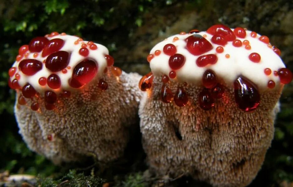 Включи редкие грибы. Гиднеллум ПЕКА (Кровавый зуб). Кровоточащий гриб (Hydnellum peckii). Гриб ежовик Дьявольский.