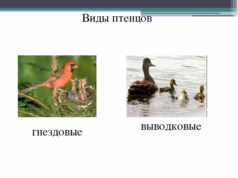Типы птенцов