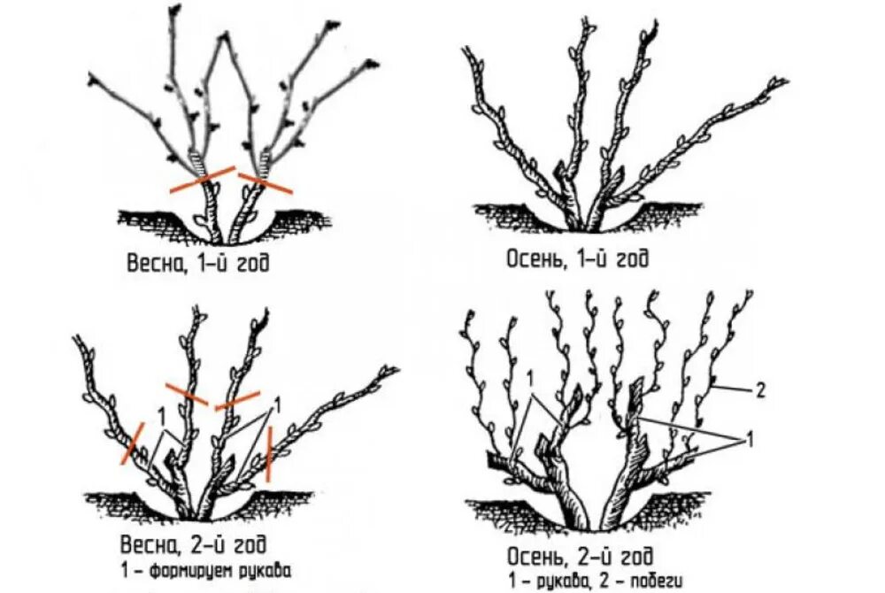 Как обрезать виноград весной фото. Виноград веерная формировка куста. Веерная обрезка винограда. Схема обрезки винограда весной. Формировка винограда веером.