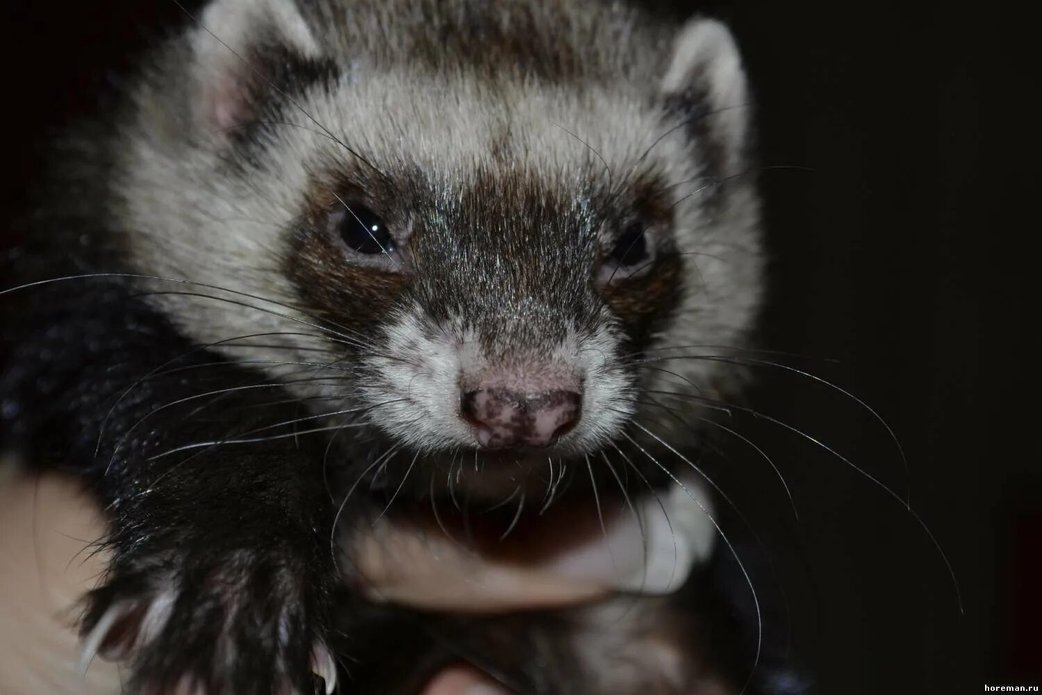 хорек авито. хорьки окраса фретка. хорек маленький. блоптоп хорёк купить. хорьки на авито спб.