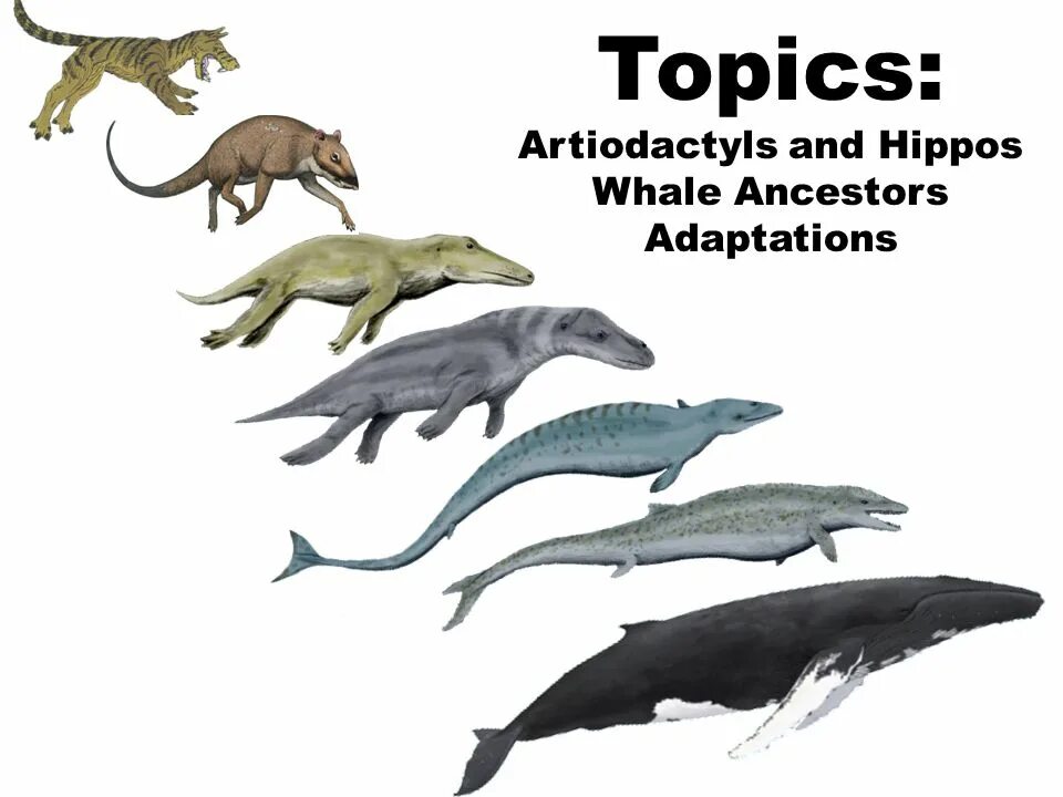 Китообразные парнокопытные. Предки китообразных. Эволюция китов. Предок дельфина. Эволюционное Древо китообразных.