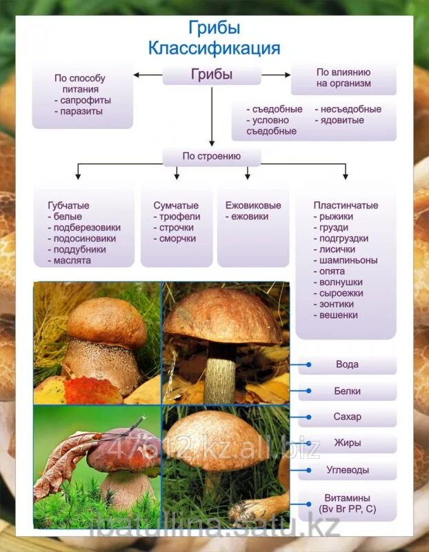 Грибы делятся на группы. Классификация грибов Товароведение. Классификация свежих грибов Товароведение. Грибы классификация грибов. Классификация и характеристика грибов.