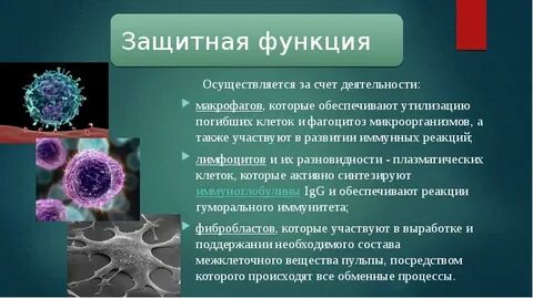 Макрофаги вырабатывают