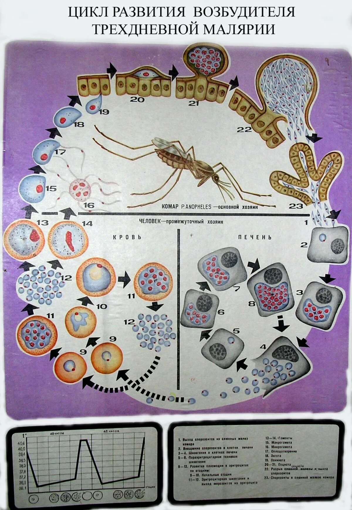Plasmodium жизненный цикл. Жизненный цикл малярийного плазмодия. цикл развития трехдневной малярии. жизненный цикл plasmodium vivax схема. цикл развития возбудителя трехдневной малярии схема.