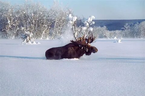 Охота снега