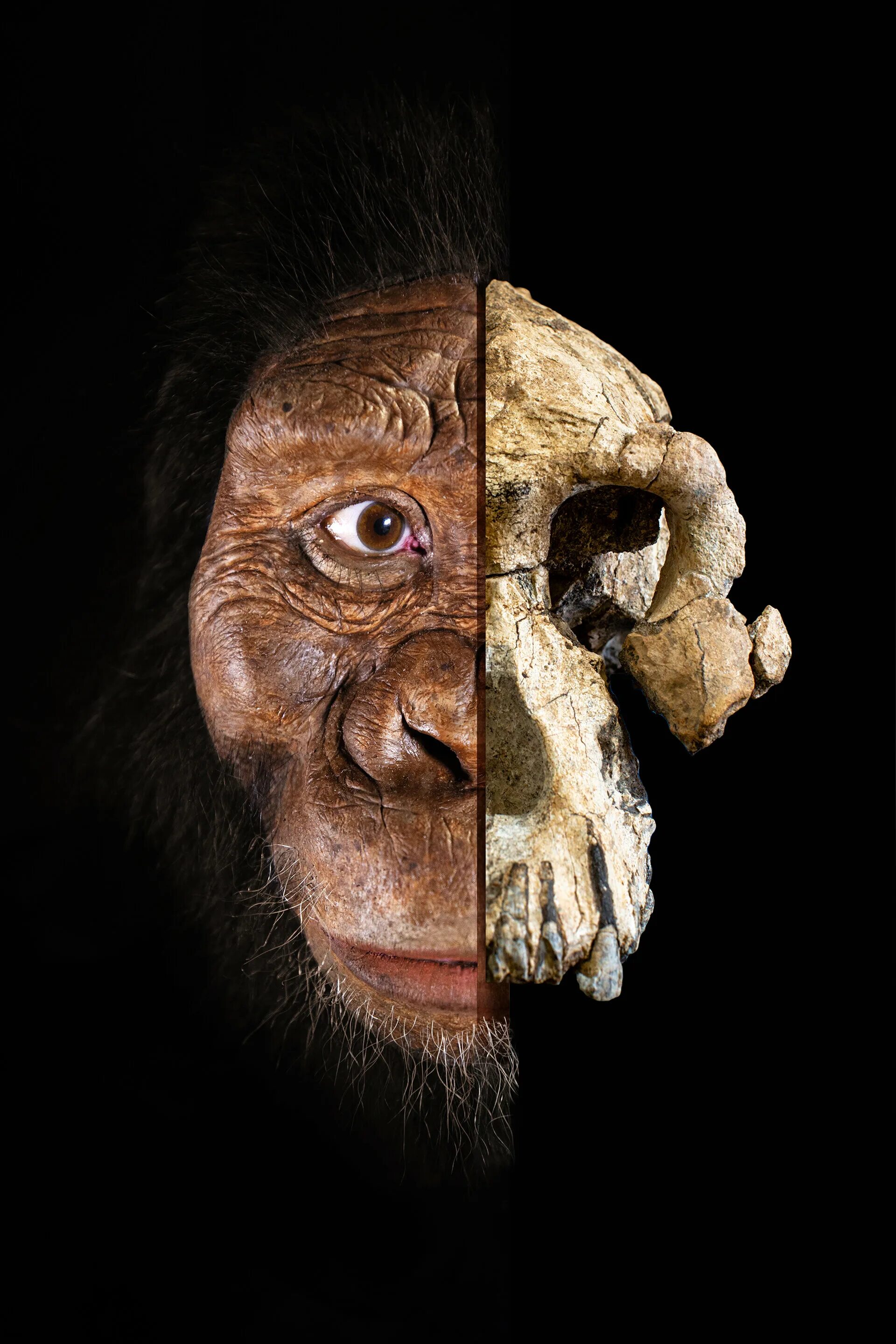 Австралопитек анамский. Австралопитек анамский Australopithecus anamensis. Australopithecus Afarensis (австралопитек афарский). Австралопитек Люси реконструкция. Самого древнего человека