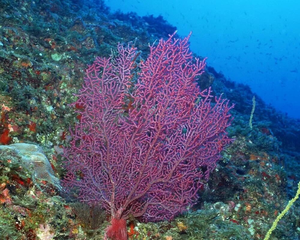 Кораллина водоросль. Коралл мозговик красного моря. Кораллы черного моря. Морские водоросли черного моря.