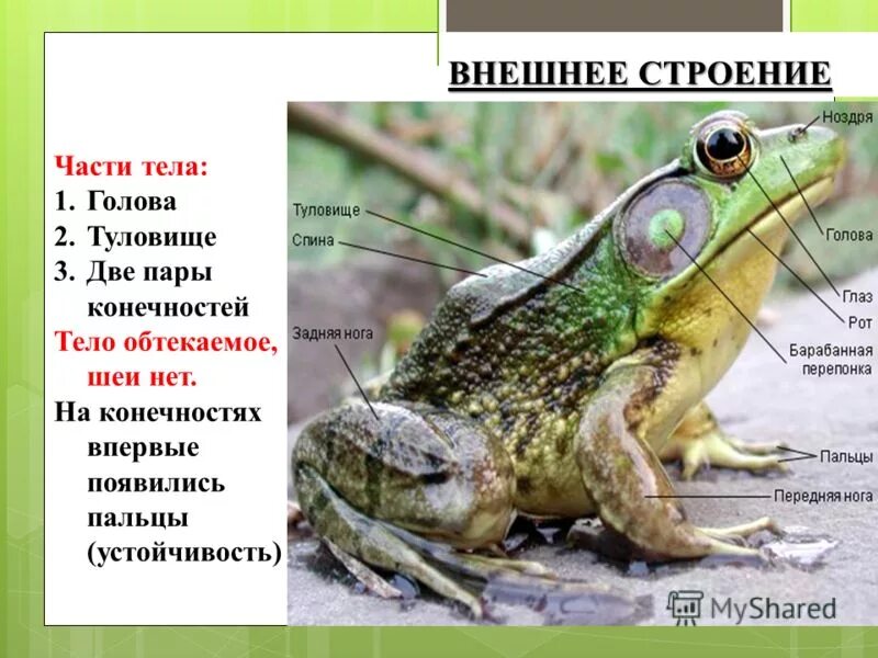 Установите взаимосвязь строения и функций конечностей амфибий. Внешнее строение земноводных. внешнее строение лягушки. внешнее и внутреннее строение земноводных. внешнее строение амфибий.
