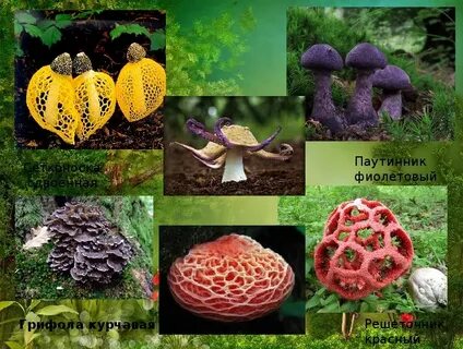 Красная книга грибы фото и названия