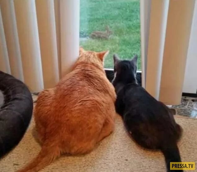 Котята с озвучкой. Кошки до слез с озвучкой. Говорящие смешные котики. Ржачные коты с озвучкой. Смешные котики с озвучкой до слез.