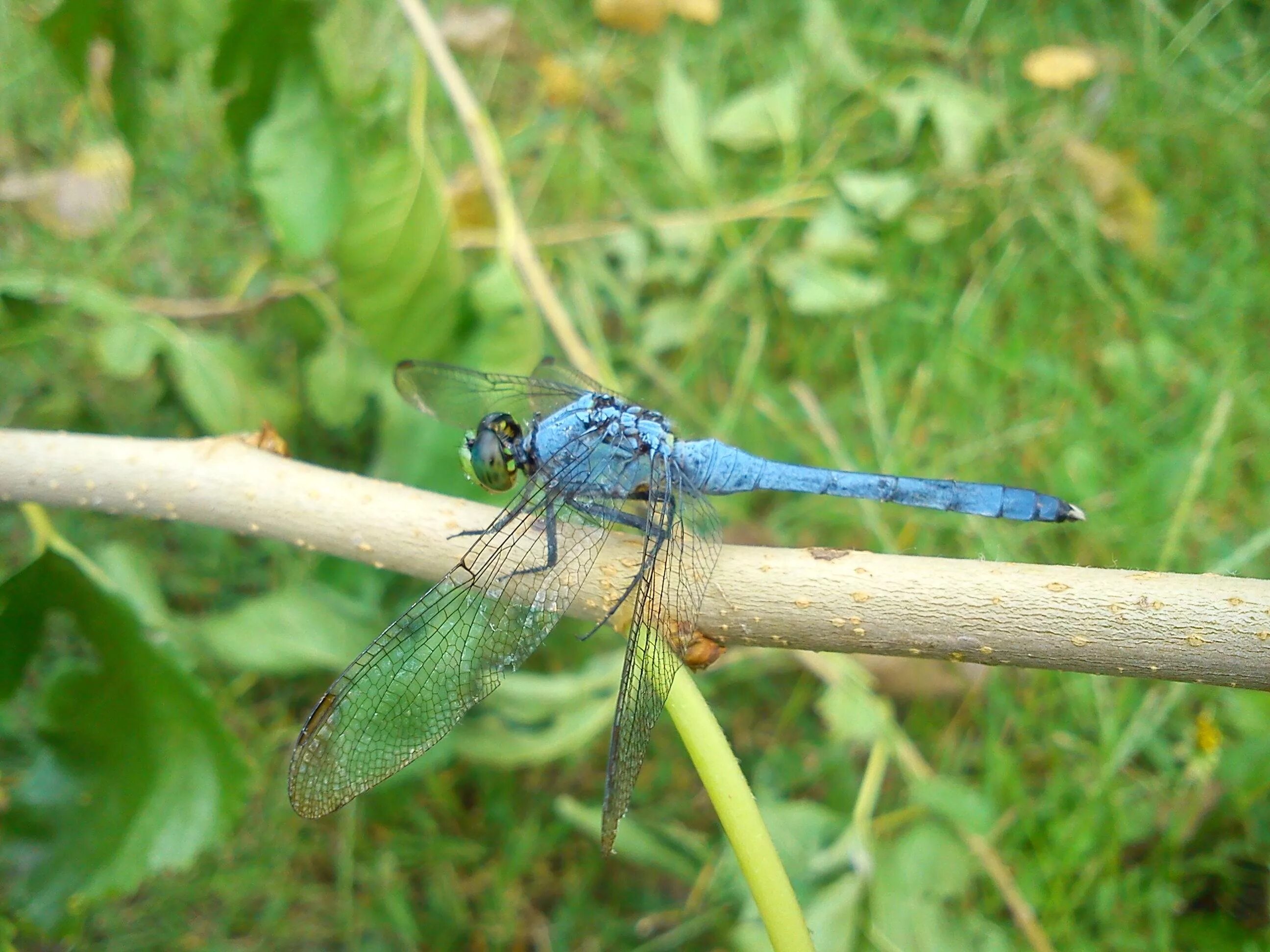 Много стрекоз. Бабочки и стрекозы. Стрекоза в природе. Стрекозы разных цветов. Почему много стрекоз.