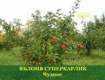 4 9 всех яблонь