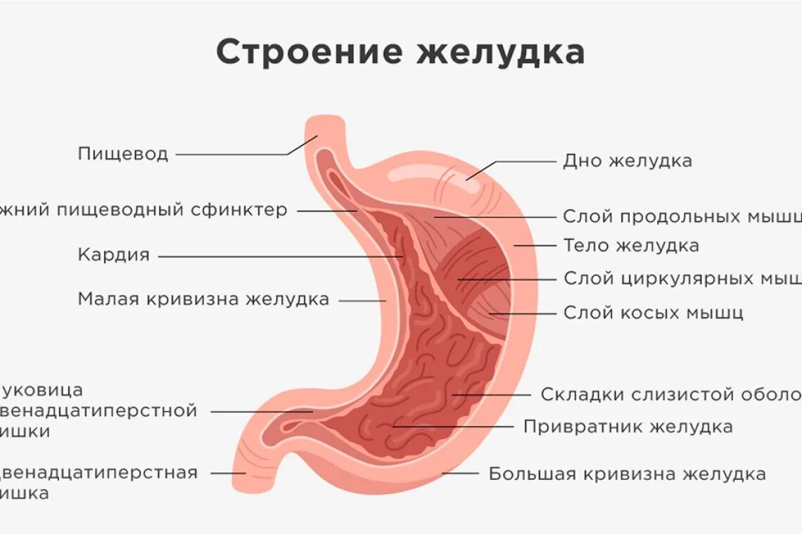 Стреонре желудка. Структура желудка. Строение желудка человека.