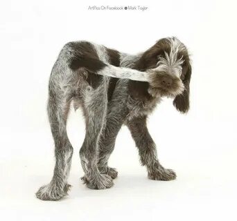 Dogs tail