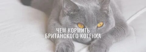 Чем можно кормить британских
