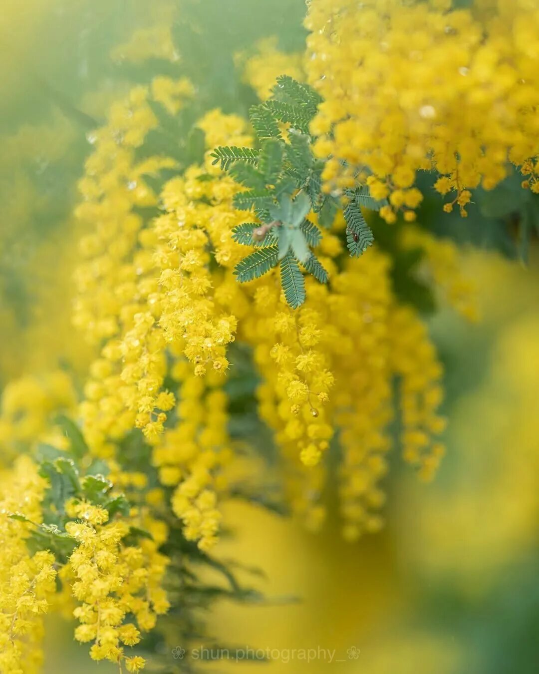 Мимоза картинки красивые на телефон. Весенние цветы Мимоза. Мимоза желтая цветок. Цветок мимозы мимозы.