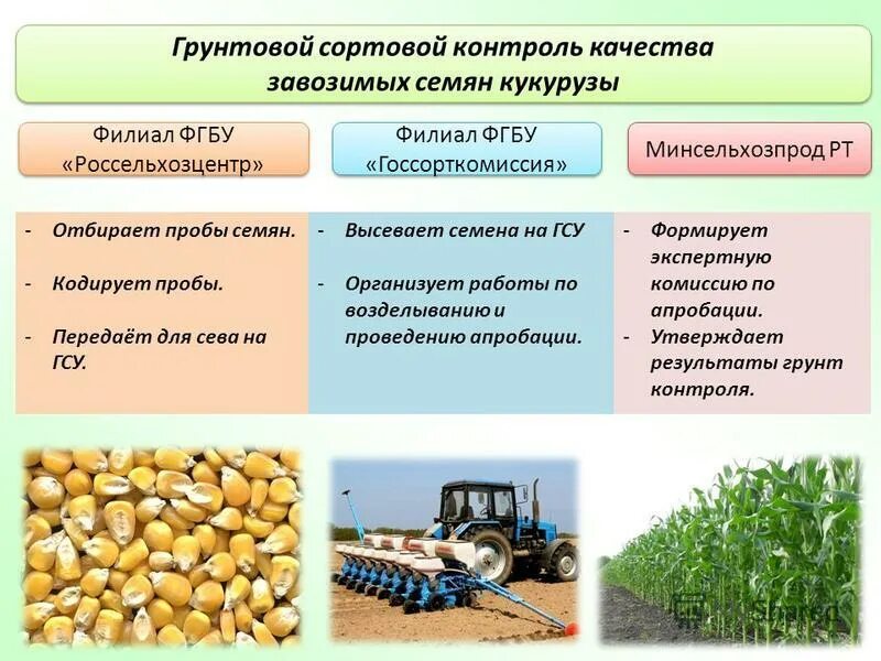 Республика тыва промышленность и сельское хозяйство. Фитосанитарный мониторинг россельхозцентр. Фитосанитарный мониторинг сельскохозяйственных культур. Пшеничные поля ульяновская область. Прогноз россельхозцентр.