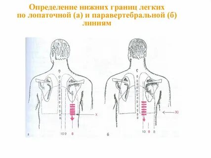 Перкуссия и аускультация
