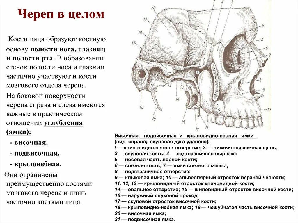 Полости в костях черепа. Кости мозгового черепа и Черепные ямки. Строение глазницы, полости носа и твердого неба. Носовая полость строение черепа. Строение носовой кости черепа.