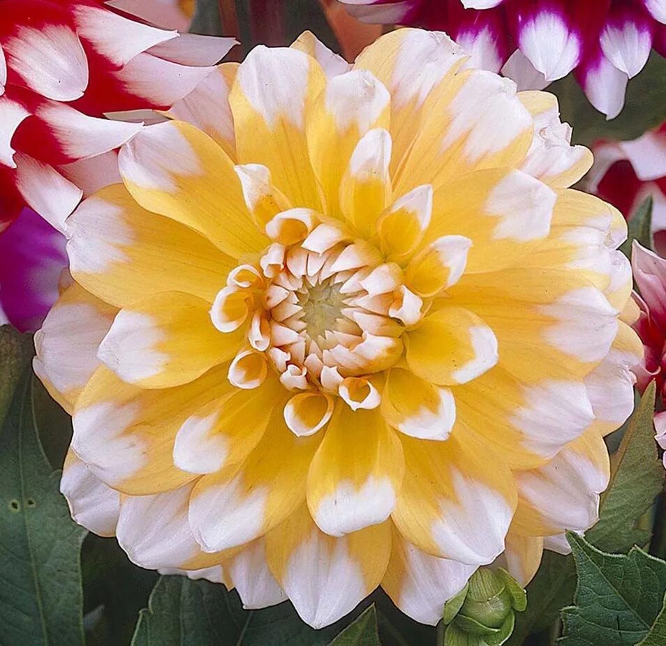 Какие сорта георгин. Георгины dahlia. пионовидные георгины. георгин seattle.