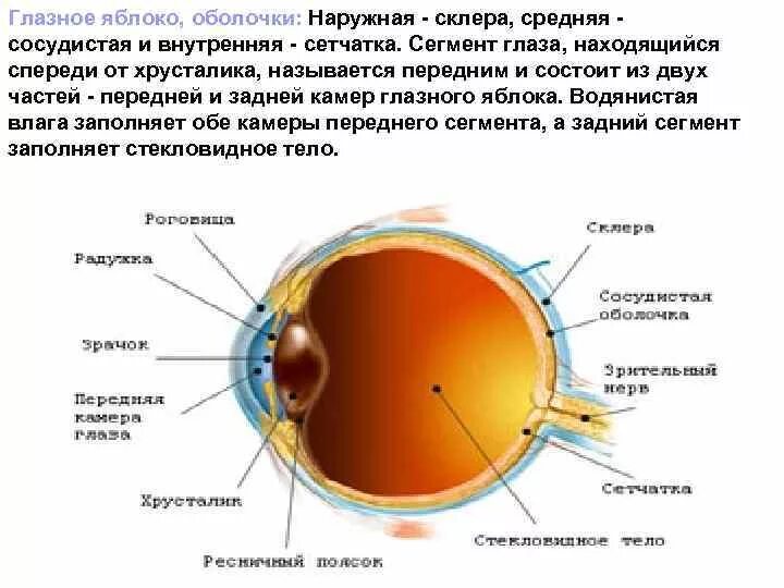 Глазное яблоко (оболочки, внутреннее ядро глаза). Наружная оболочкаглазногояблоко. Наружная и внутренняя оболочки глаза. Строение наружной оболочки глазного яблока.