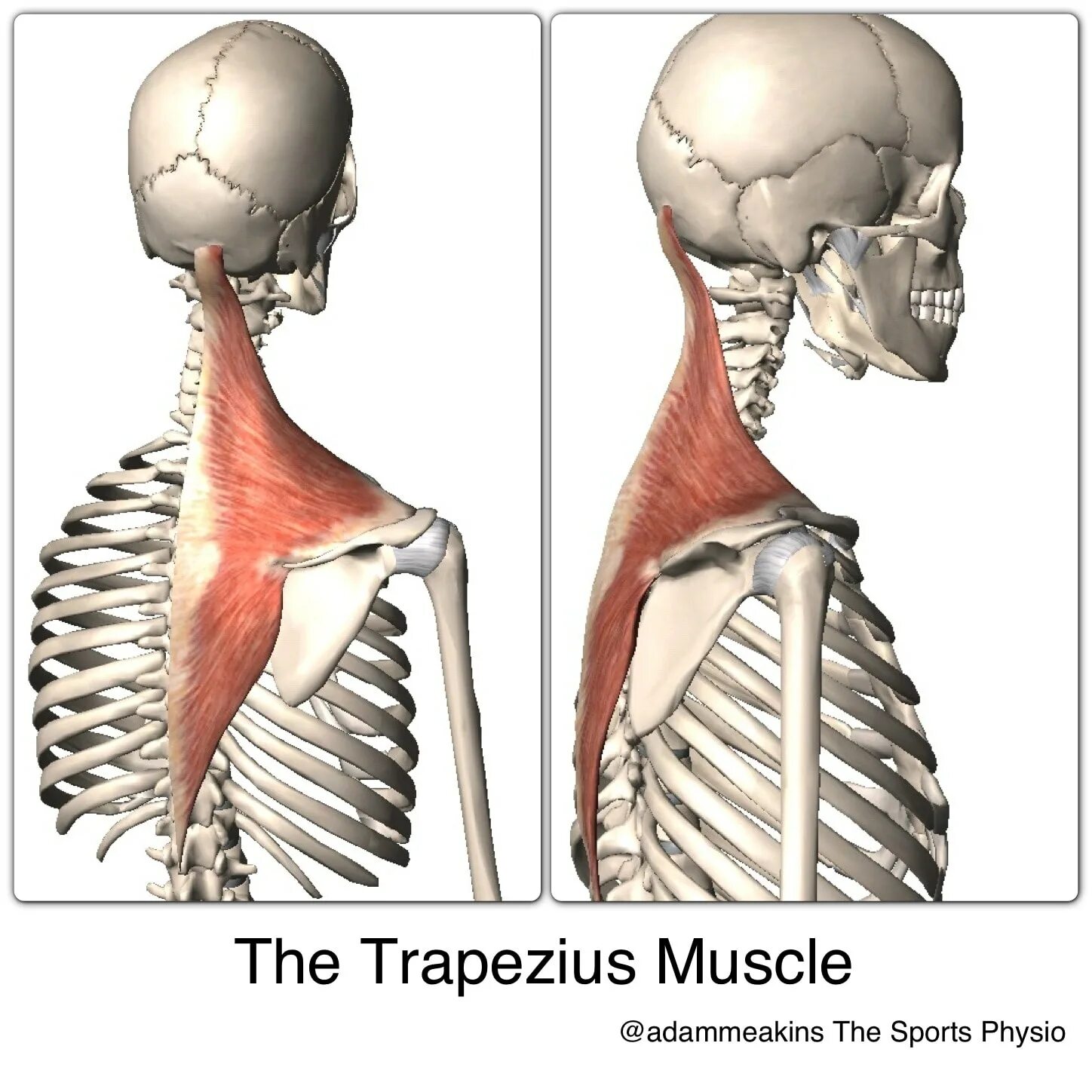 Трапециевидная функция. Musculus Trapezius. Трапециевидная мышца шеи анатомия. Трапециевидная мышца спины анатомия. Места прикрепления трапециевидной мышцы.